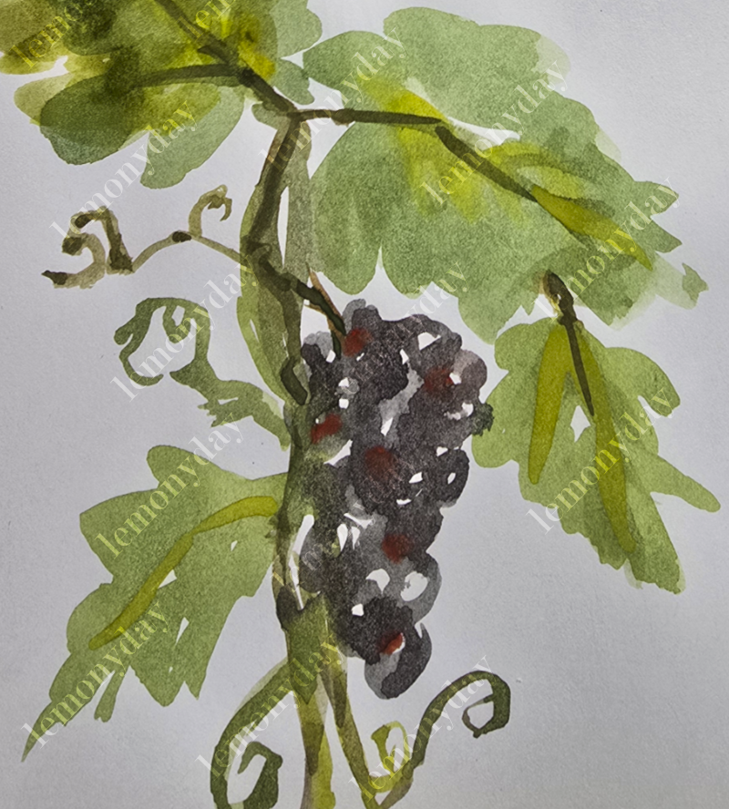 Grapevine Study