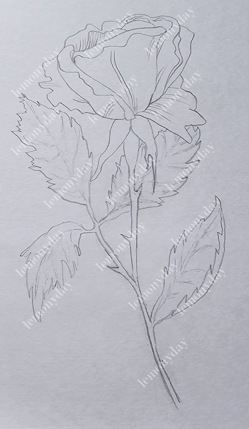 Pencil Sketch of a Rose
